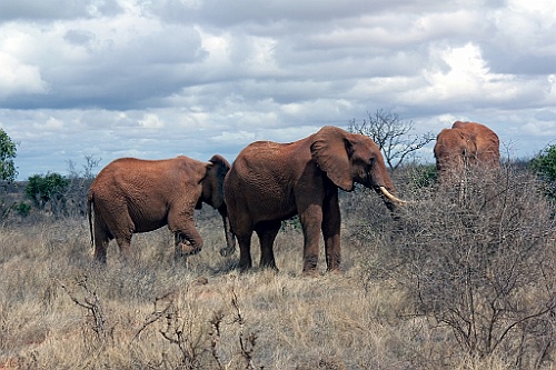 Kenia (354)